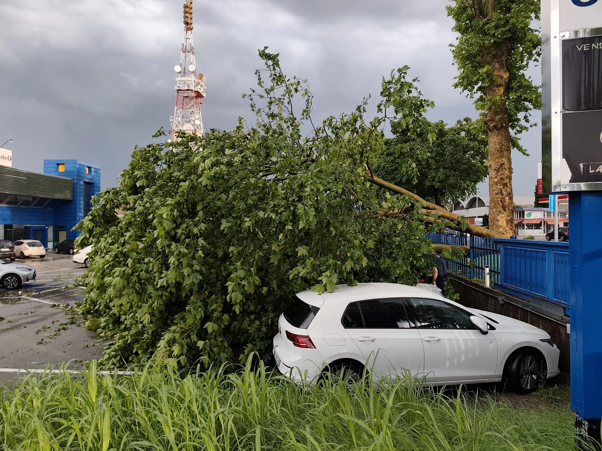 L'albero abbattuto dal vento e caduto in un parcheggio in viale Palmanova a Udine