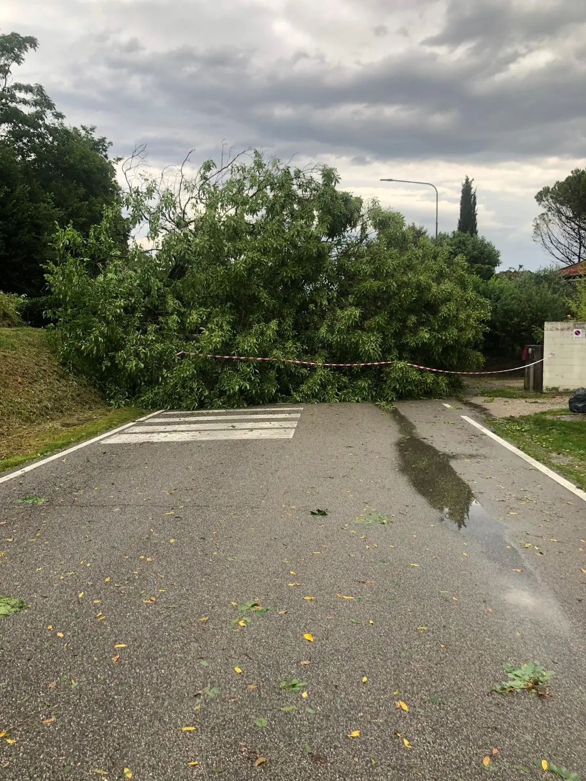 Albero caduto in strada in via Basaldella a Udine