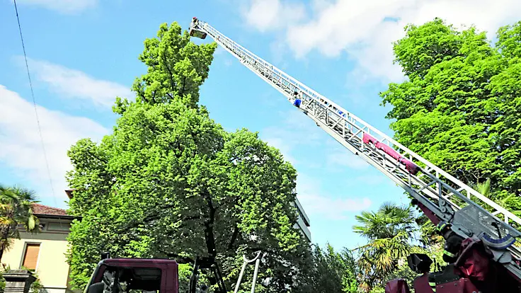 L’ispezione dei vigili del fuoco a Pordenone, alla ricerca della cornacchia