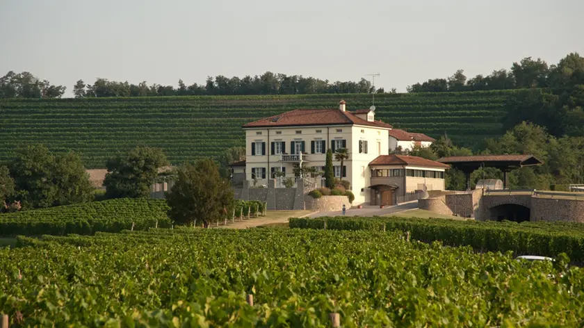 Un vigneto del Collio, l’area studiata dai ricercatori dell’UniTs