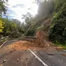La zona dello smottamento e la quercia che è caduta sulla strada