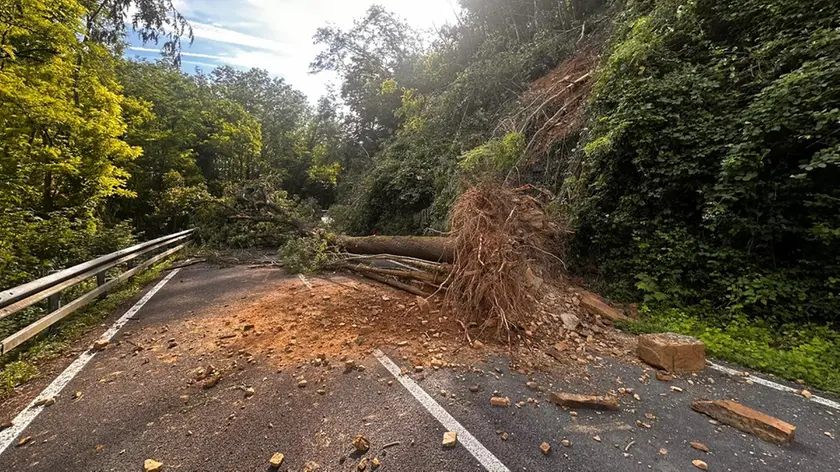 La zona dello smottamento e la quercia che è caduta sulla strada