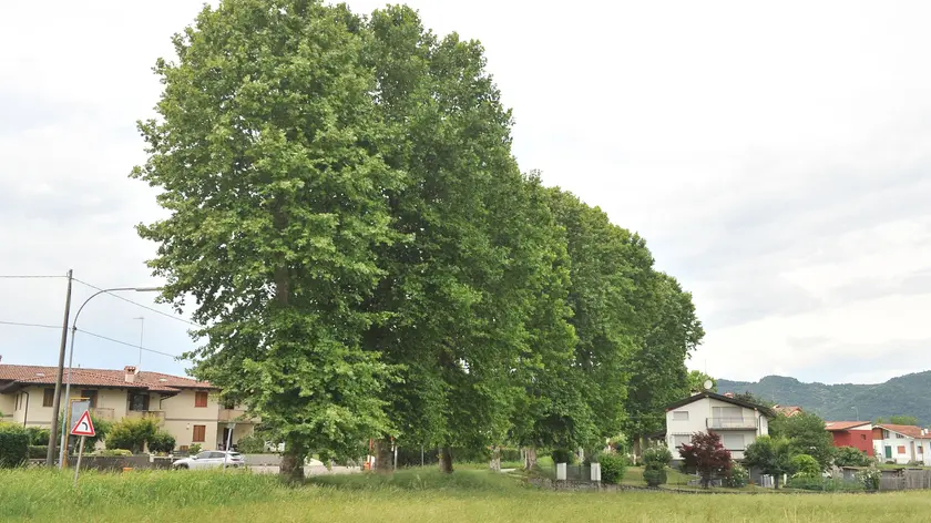 I platani in via Ragogna a San Daniele: il Comune aveva deciso di abbatterne una trentina Foto Petrussi