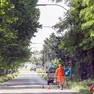 La vegetazione in via Ragogna