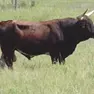 Un toro in una foto d'archivio