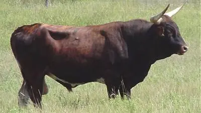 Incornato dal toro nella sua fattoria: ferito un allevatore