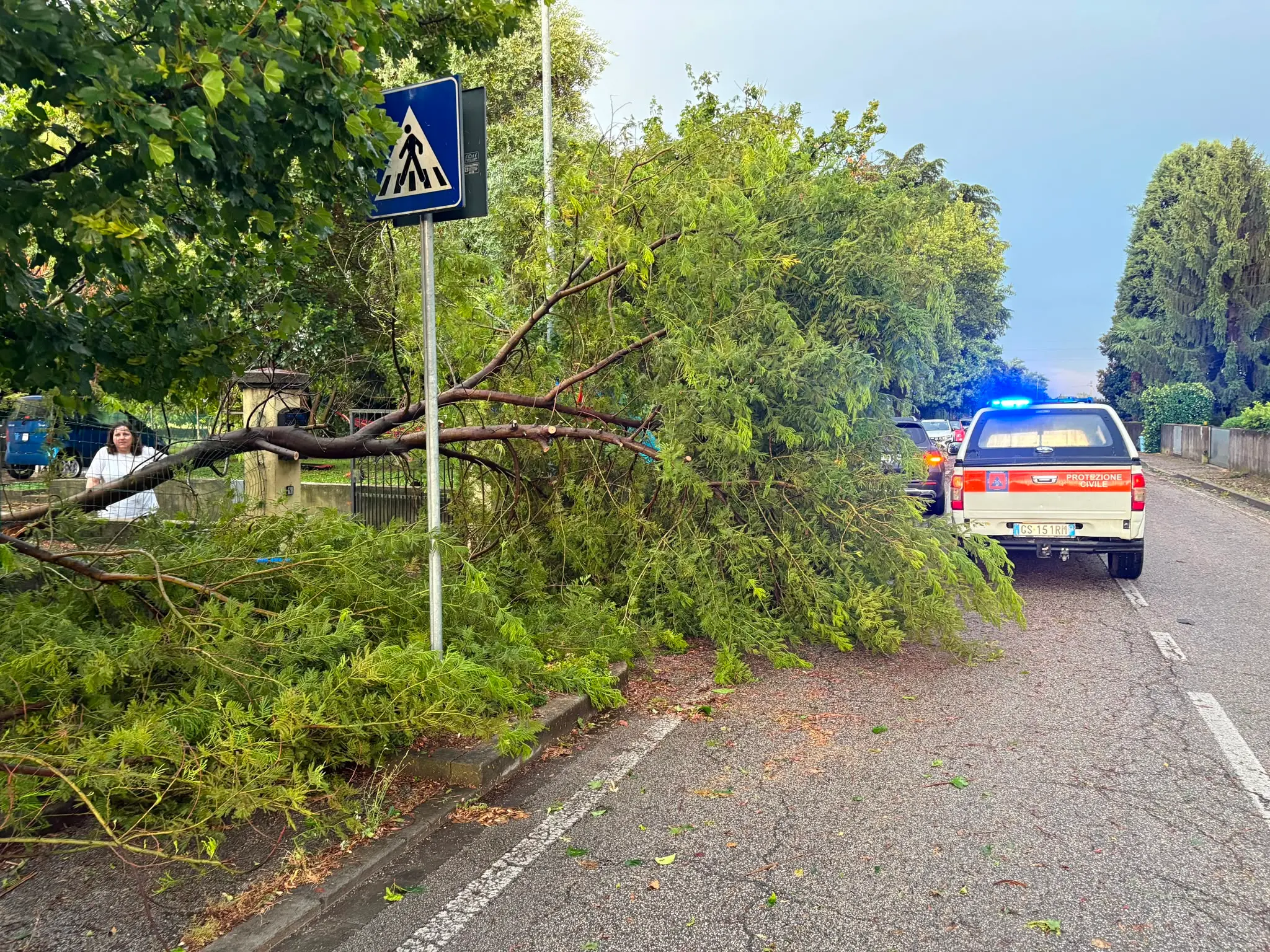 Un albero caduto a Tavagnacco