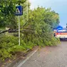 Un albero caduto a Tavagnacco