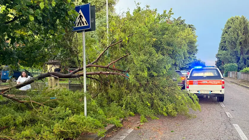 Un albero caduto a Tavagnacco