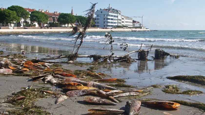 I resti di “pinne nobilis” depositati dal mare a Banco d’Orio