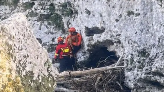 Cane bloccato sulla parete rocciosa del Natisone: salvato dai pompieri
