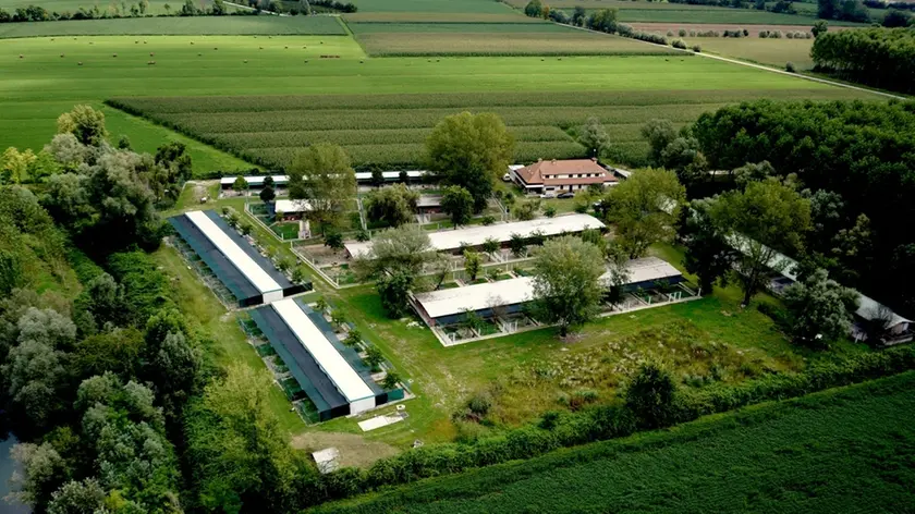 Indagine sul canile di Villotta di Chions: un anno e sei mesi per truffa