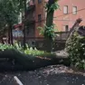 L'albero caduto in via Pola