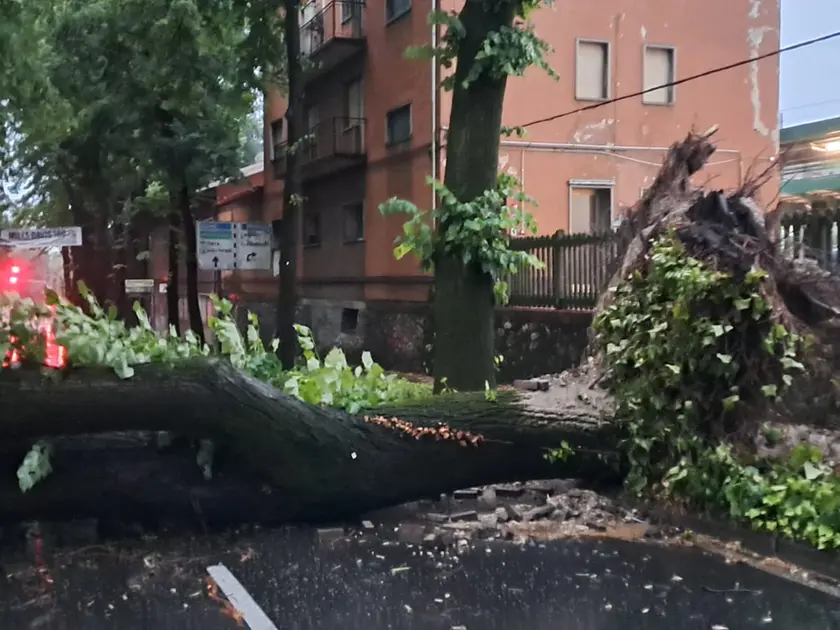 L'albero caduto in via Pola
