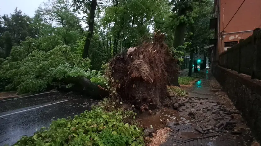 Il tiglio caduto in via Pola