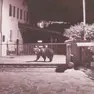 L’orso di recente apparso a Priuso