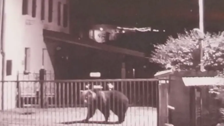L’orso di recente apparso a Priuso