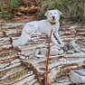 La cagnolina Alaska, oggetto della causa tra vicini di casa