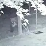 L’orso avvistato di recente a Preone