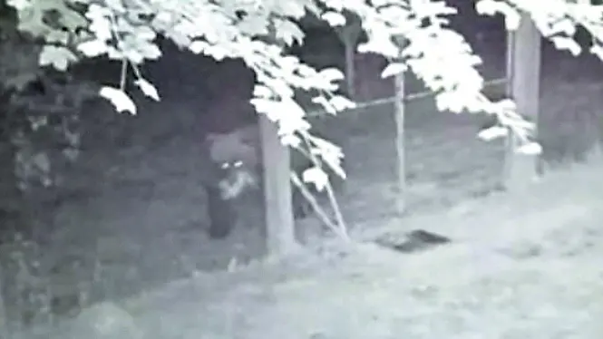 L’orso avvistato di recente a Preone