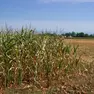 Un’immagine del mais senza irrigazione
