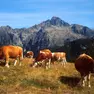 A Gallio una donna è stata aggredita e ferita da una mucca