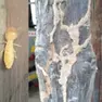 Un esemplare di termite, insetto piccolo di colore bianco
