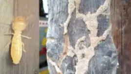 Un esemplare di termite, insetto piccolo di colore bianco