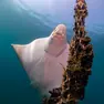 Le vaccarelle di mare tra le reste della mitilicoltura fotografate da Tommaso Delorenzi