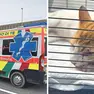 A sinistra, i mezzi del servizio di ambulanza veterinaria dell’associazione “Mi Fido di Te” di Pordenone. a destra un gatto soccorso