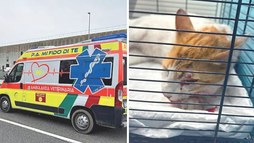 A sinistra, i mezzi del servizio di ambulanza veterinaria dell’associazione “Mi Fido di Te” di Pordenone. a destra un gatto soccorso