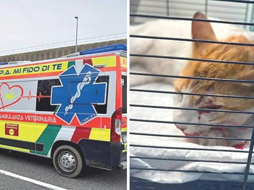 A sinistra, i mezzi del servizio di ambulanza veterinaria dell’associazione “Mi Fido di Te” di Pordenone. a destra un gatto soccorso