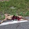 Il capriolo sbranato dai lupi all’ingresso di Tramonti di Sotto