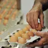Uova Aia e Selex ritirate per rischio salmonella