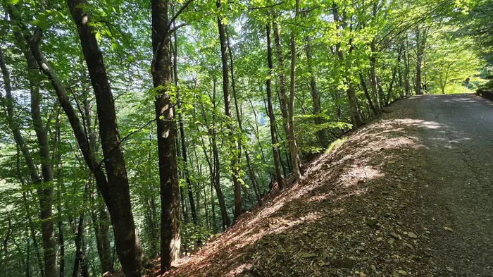 Il giovane camminava con il padre quando è scivolato sul fogliame