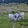 Le mucche dissetate in alta quota