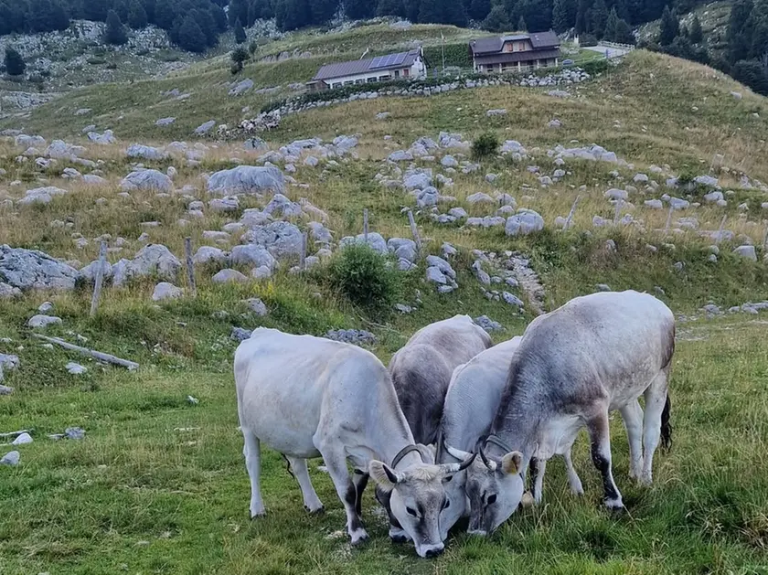 Le mucche dissetate in alta quota