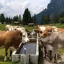 Centinaia di capi a rischio per la grande sete in montagna. Autobotti e voli in elicottero senza sosta per garantire la sopravvivenza del bestiame.