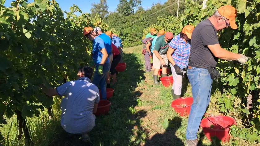 Caldo fino a 40 gradi e siccità spingono i viticoltori a raccogliere prima del previsto