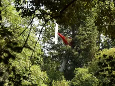 L'aereo ancora incastrato tra gli alberi