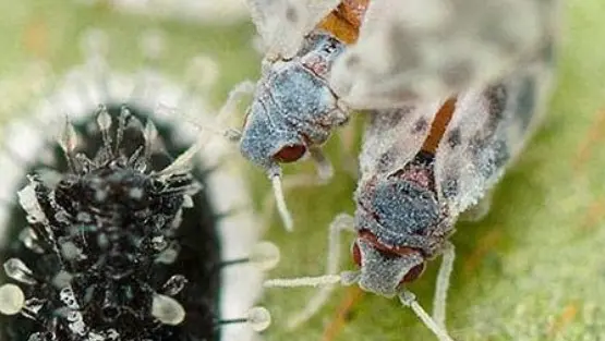 L’Aleurodide spinoso, insetto dannoso simile a una farfallina