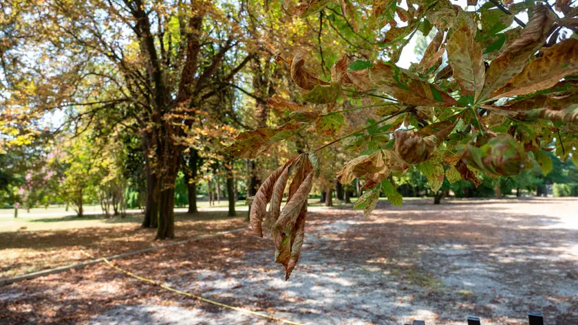 Il tappeto di foglie sulle strade che ricorda l’autunno: «È il modo con cui gli alberi sopravvivono all’afa»