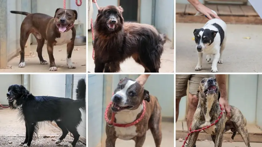 I cani del canile di Gorizia, da in alto a sinistra: Pepe, Ryon, Vito, Thjago, Djago e Kimbo. Fotoservizio di Daniele Tibaldi