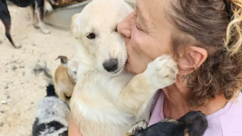 Molto spesso i cani vengono presi e portati a casa: ma una volta accolti ci si accorge dell'impegno nel mantenimento
