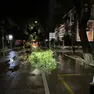 Uno dei tanti rami caduti in serata in Friuli