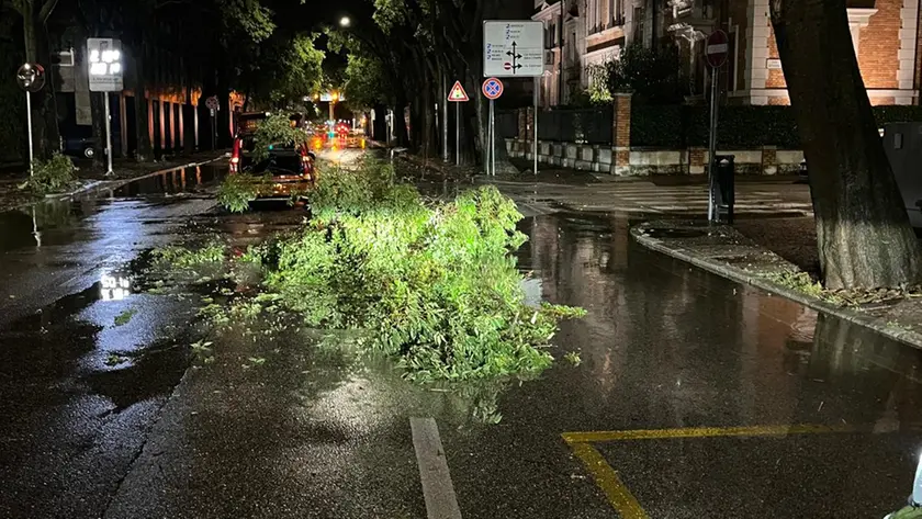 Uno dei tanti rami caduti in serata in Friuli