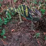 Il camaleonte ritrovato nel parco a Cadoneghe, nel Padovano