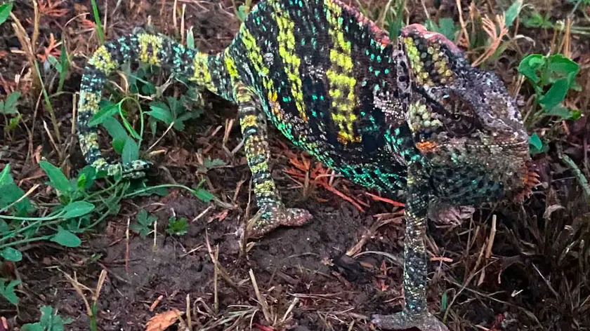 Il camaleonte ritrovato nel parco a Cadoneghe, nel Padovano