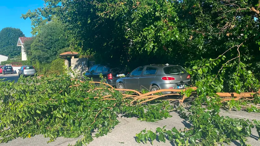 L'albero caduto in via Treviso