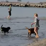 Spazio ai cani in spiaggia a Grado con due aree riservate (Foto Bonaventura)